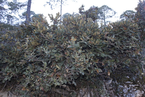Quercus greggii (Quercus greggii)