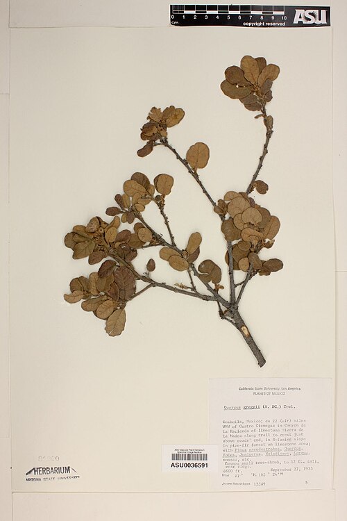 Quercus greggii: Botanical specimen of Quercus greggii