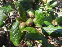 Quercus greggii (Quercus greggii)