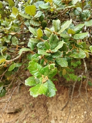 Quercus greggii (Quercus greggii)