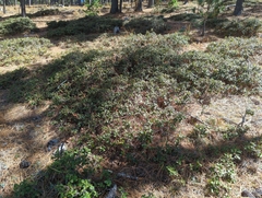 Quercus greggii (Quercus greggii)