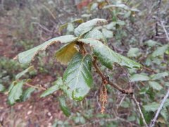 Quercus greggii (Quercus greggii)