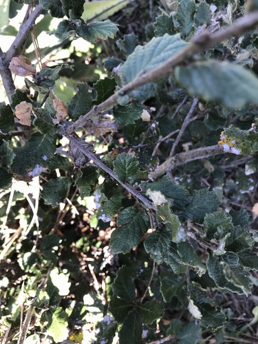Quercus greggii (Quercus greggii)