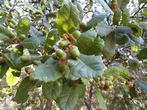 Quercus greggii (Quercus greggii)