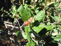 Quercus greggii (Quercus greggii)