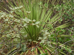 Quercus greggii (Quercus greggii)