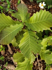 Quercus griffithii (Quercus griffithii)