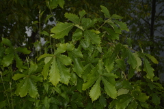 Quercus griffithii (Quercus griffithii)
