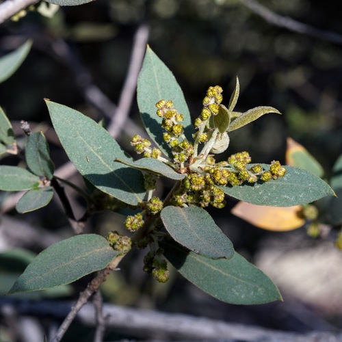 Gray oak (Quercus grisea)