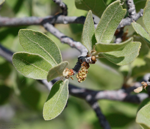 Gray oak (Quercus grisea)