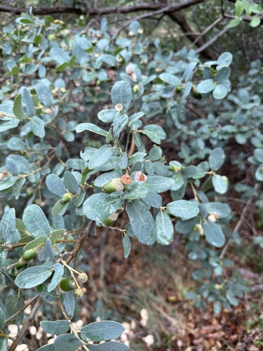 Gray oak (Quercus grisea)