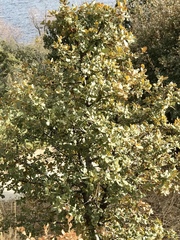 Gray oak (Quercus grisea)