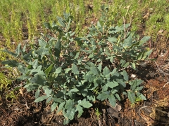 Gray oak (Quercus grisea)