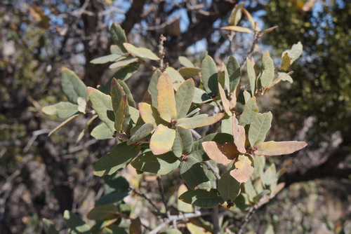 Gray oak (Quercus grisea)