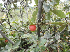 Gray oak (Quercus grisea)