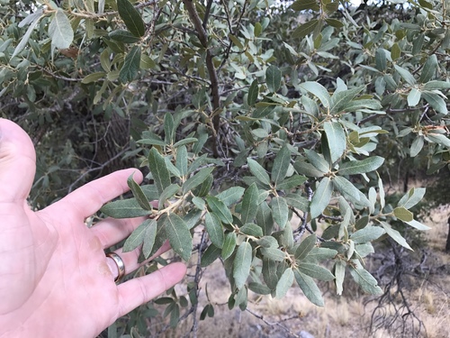 Gray oak (Quercus grisea)