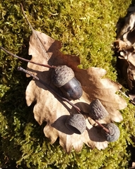 Quercus hartwissiana (Quercus hartwissiana)
