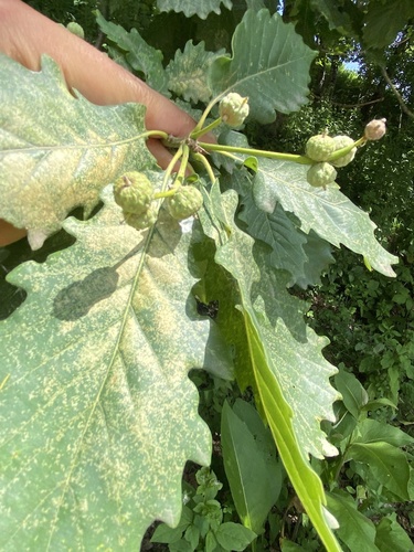 Quercus hartwissiana (Quercus hartwissiana)