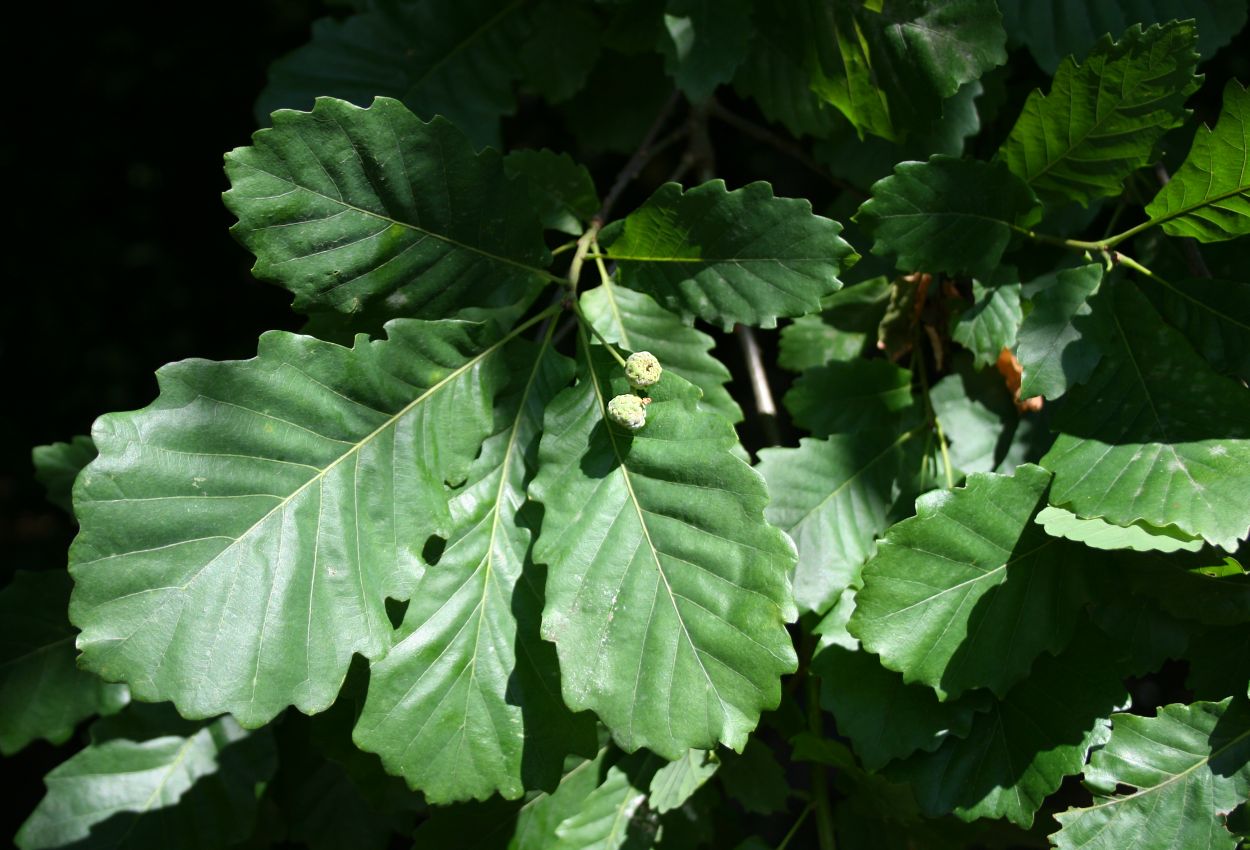 Quercus hartwissiana: Quercus hartwissiana , Buchengewächse (Fagaceae) - Türkei/Türkiye/Turkey: Sakarya Prov./Sakarya ili, Sinanoğlu SW Karasu