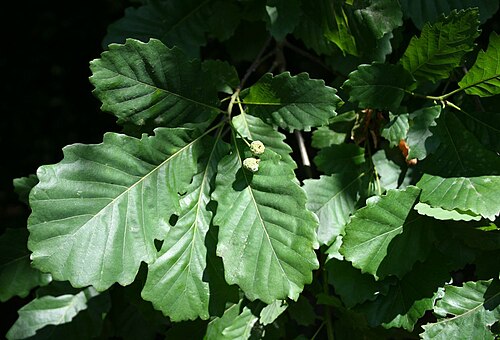 Quercus hartwissiana: Quercus hartwissiana , Buchengewächse (Fagaceae) - Türkei/Türkiye/Turkey: Sakarya Prov./Sakarya ili, Sinanoğlu SW Karasu