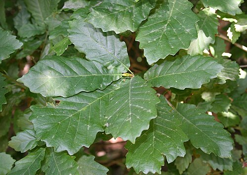 Quercus hartwissiana: Quercus hartwissiana , Buchengewächse (Fagaceae) - Türkei/Türkiye/Turkey: Sakarya Prov./Sakarya ili, Sinanoğlu SW Karasu