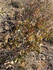 Havard oak (Quercus havardii)