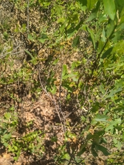 Havard oak (Quercus havardii)