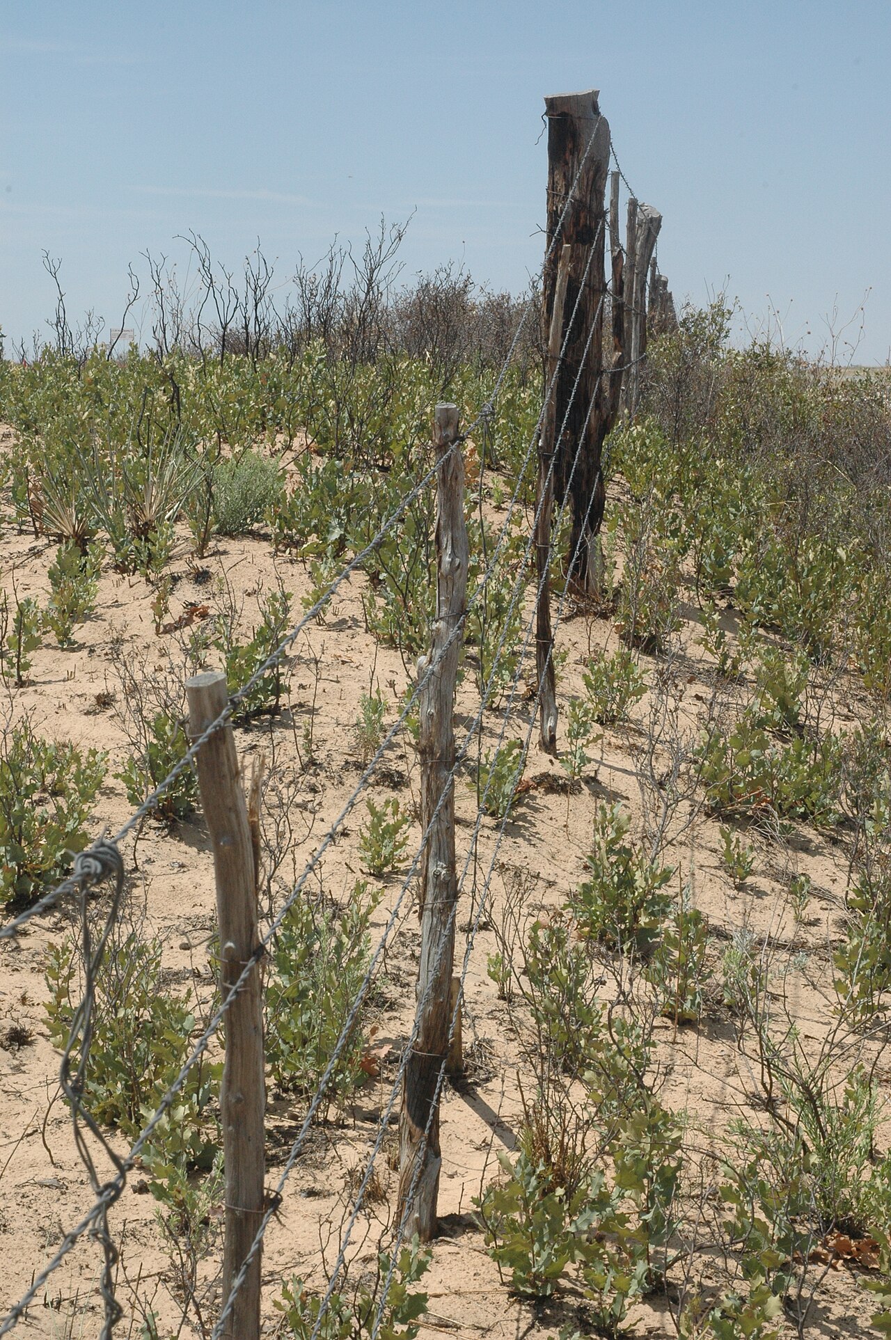 Havard oak: Quercus havardii resprouting following disturbance along a west Texas highway.