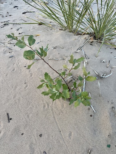 Havard oak (Quercus havardii)