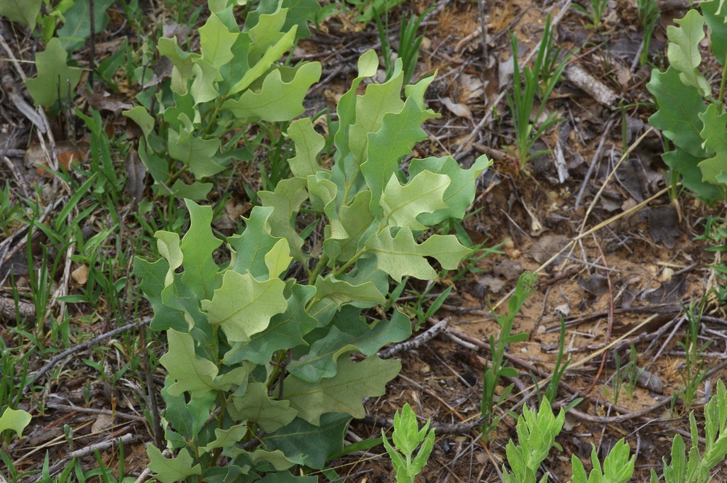 Havard oak (Quercus havardii)