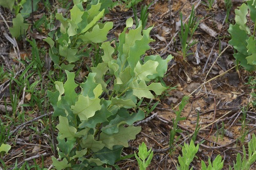 Havard oak (Quercus havardii)