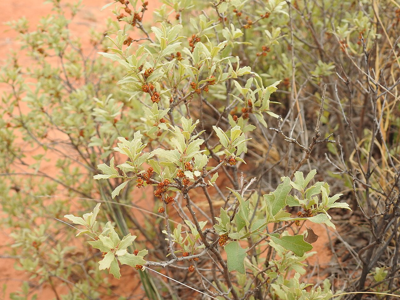 Havard oak: Flowering Quercus havardii from Eddy County, NM, USA.
