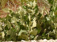 Havard oak (Quercus havardii)