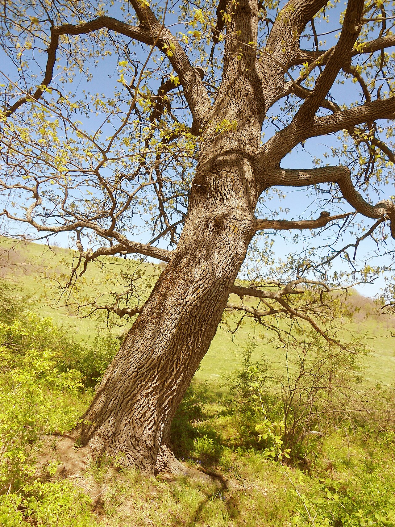 Quercus haynaldiana: Дъб-хибрид ( Q. frainetto Ten. × Q. robur L.).