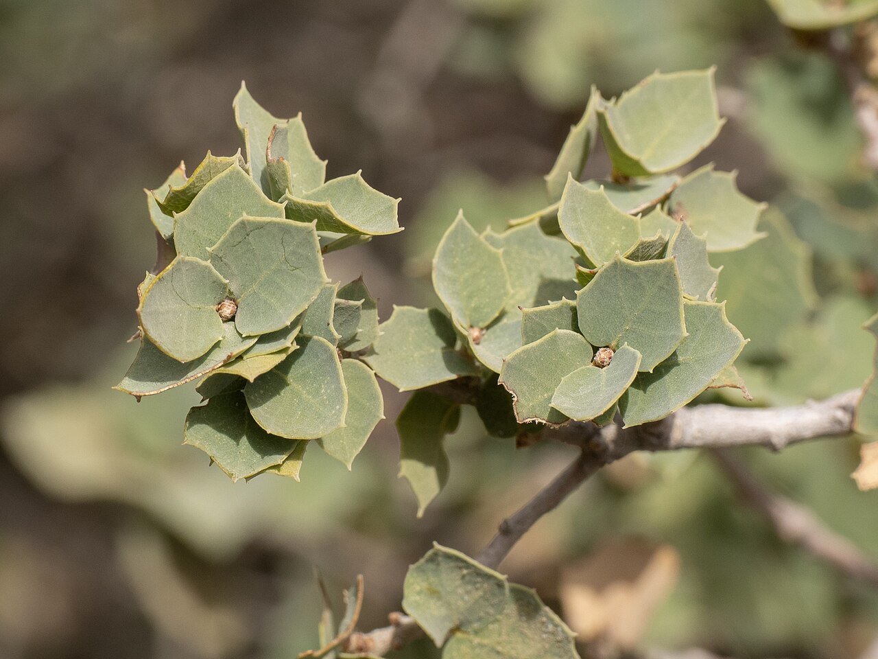 Hinckley oak: Hinckley oak ( Quercus hinckleyi ) in the United States