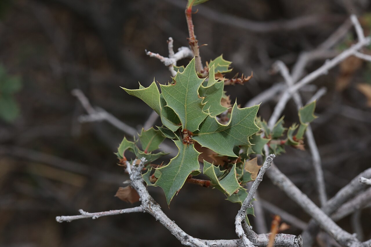 Hinckley oak: Hinckley oak ( Quercus hinckleyi ) in the United States