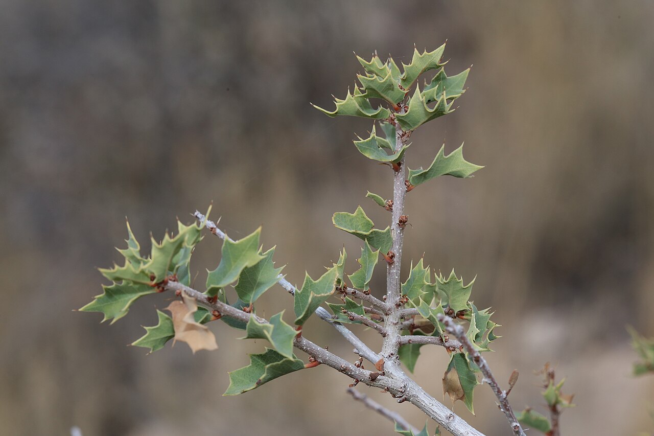 Hinckley oak: Hinckley oak ( Quercus hinckleyi ) in the United States