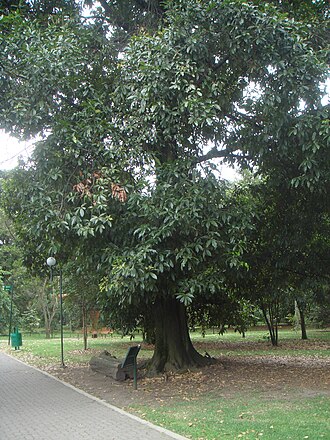 Quercus humboldtii: Roble colombiano ( Quercus humboldtii ) Jardín Botánico de Bogotá.