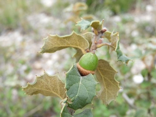 Quercus hypoxantha (Quercus hypoxantha)