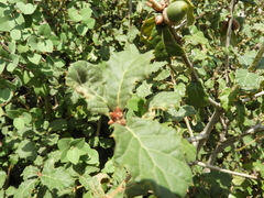 Quercus hypoxantha (Quercus hypoxantha)