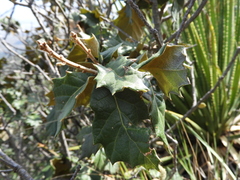 Quercus hypoxantha (Quercus hypoxantha)