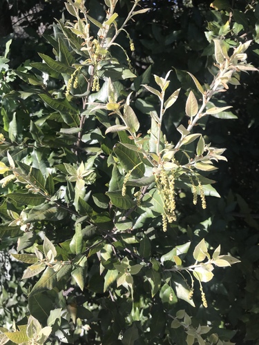 Holm oak (Quercus ilex)