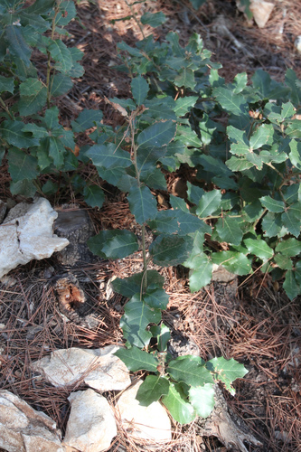Holm oak (Quercus ilex)