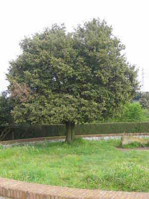 Holm oak: Alzina, Quercus ilex