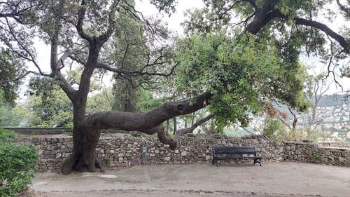 Holm oak (Quercus ilex)