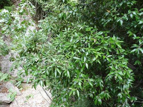 Holm oak (Quercus ilex)