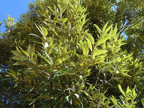 Holm oak (Quercus ilex)