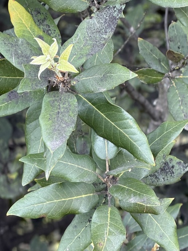 Holm oak (Quercus ilex)