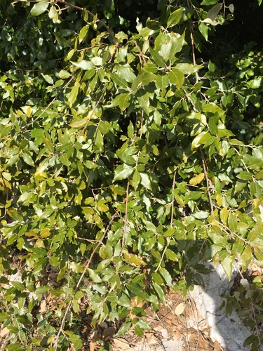 Holm oak (Quercus ilex)