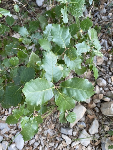 Holm oak (Quercus ilex)